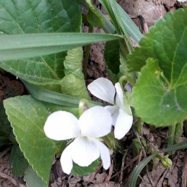 Viola alba फूल