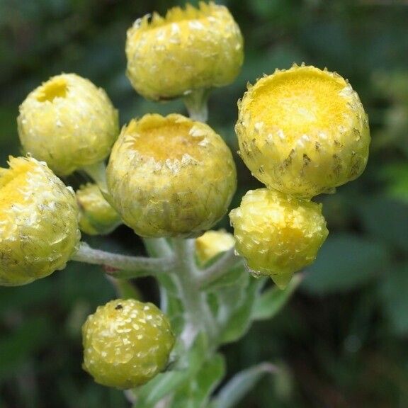 Helichrysum foetidum Flower