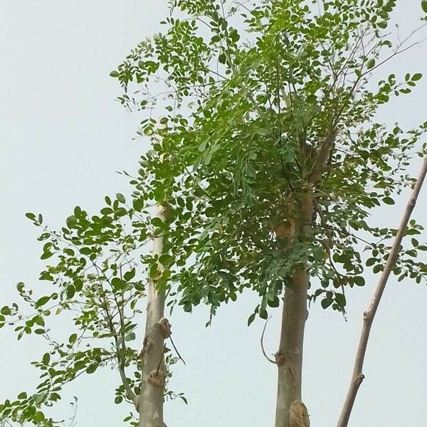 Moringa oleifera خشب