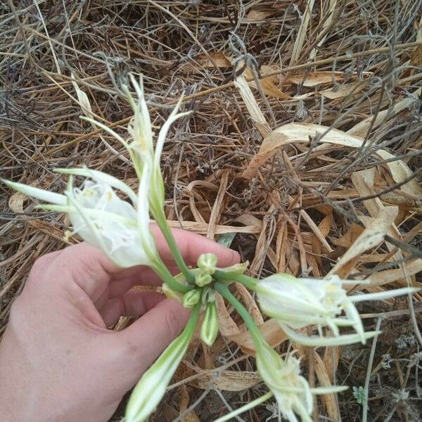 Hymenocallis liriosme പുഷ്പം