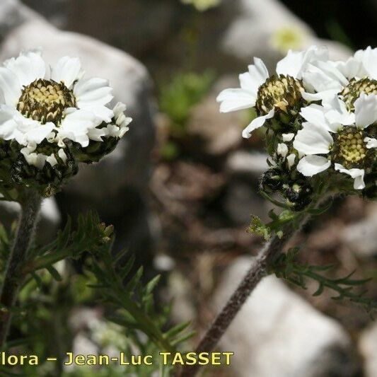 Achillea oxyloba Flor