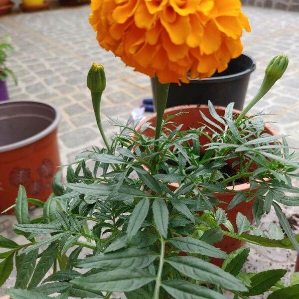 Tagetes erecta Листок