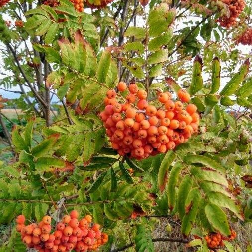 Sorbus aucuparia Froito