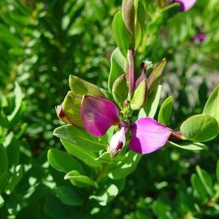 Polygala myrtifolia Cvet