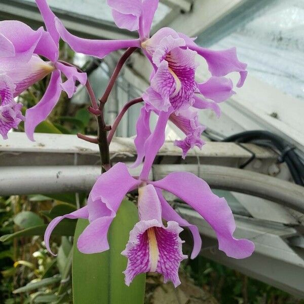 Cattleya dowiana Blodyn