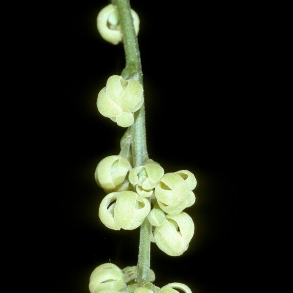 Baccaurea ramiflora Flower