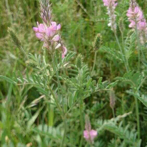 Onobrychis viciifolia Blüte