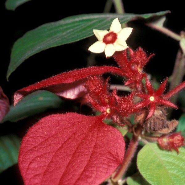 Mussaenda erythrophylla Квітка
