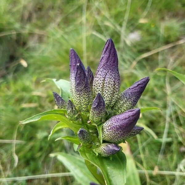 Gentiana pannonica Кветка