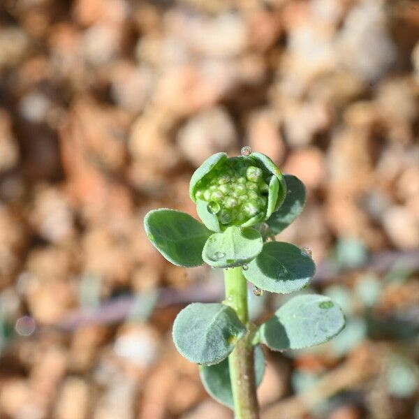 Corrigiola litoralis Flower