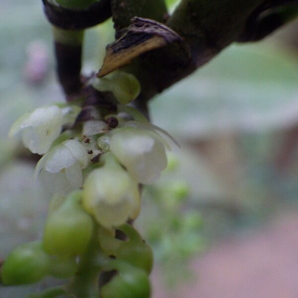 Rhipidoglossum densiflorum Flower