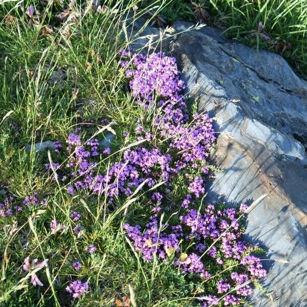 Thymus nervosus Õis