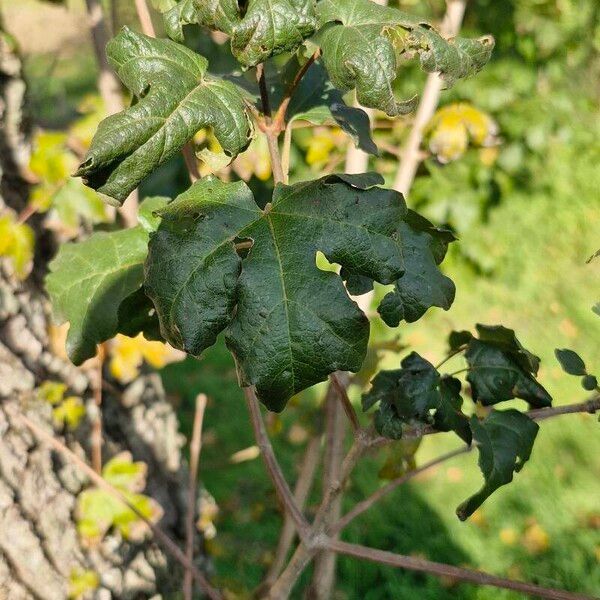 Acer campestre Liść