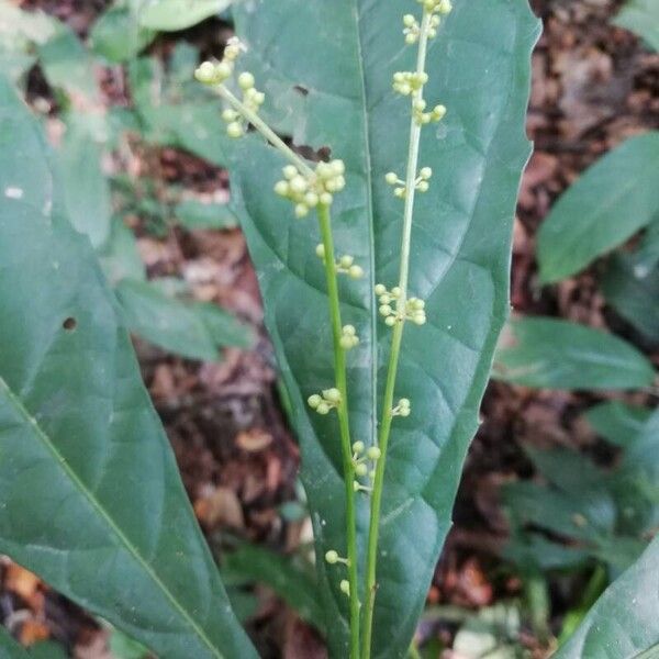 Mareya brevipes Kwiat