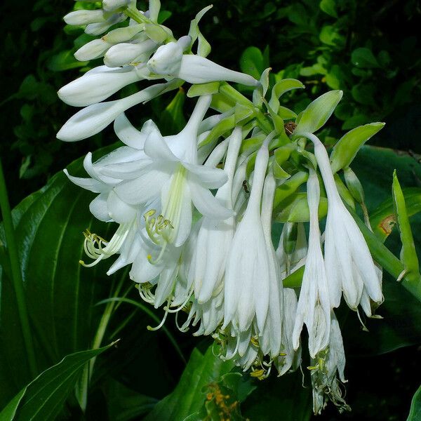 Hosta sieboldiana Žiedas