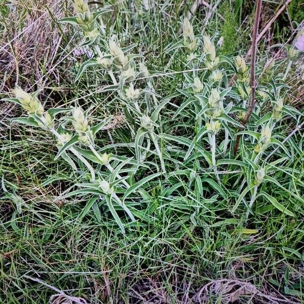 Phlomis lychnitis Агульны выгляд