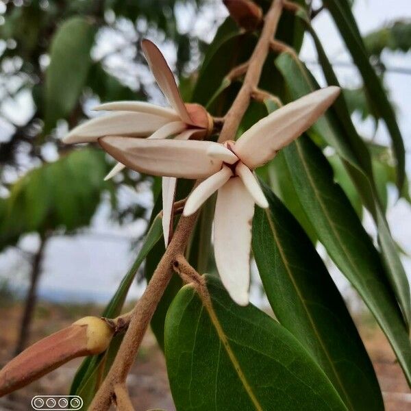 Xylopia aromatica Цвят