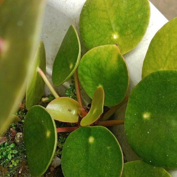 Pilea peperomioides 葉