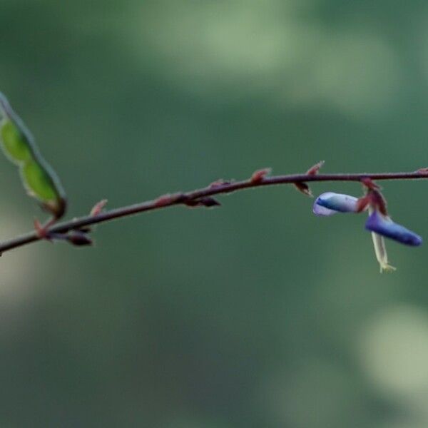 Desmodium triflorum Flor