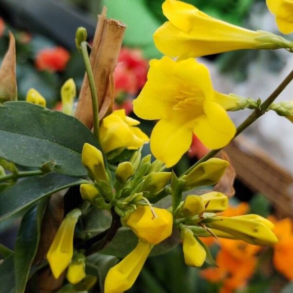 Gelsemium sempervirens Flower