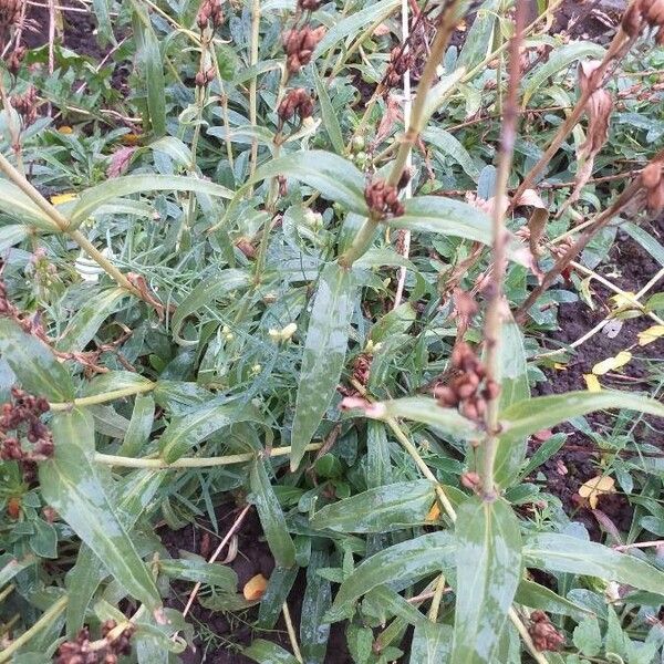 Penstemon hartwegii Costuma