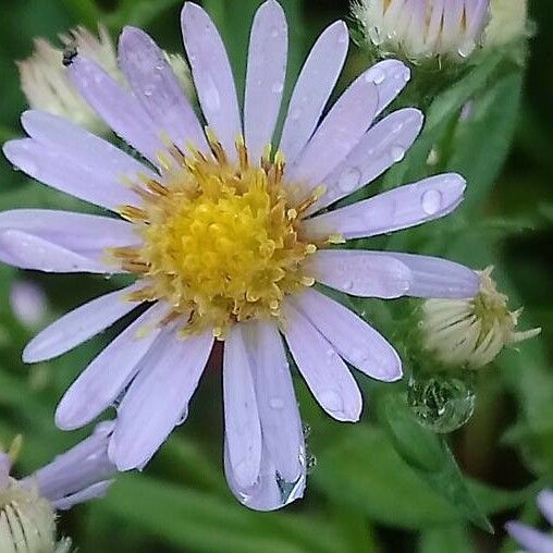 Symphyotrichum novi-belgii Blüte