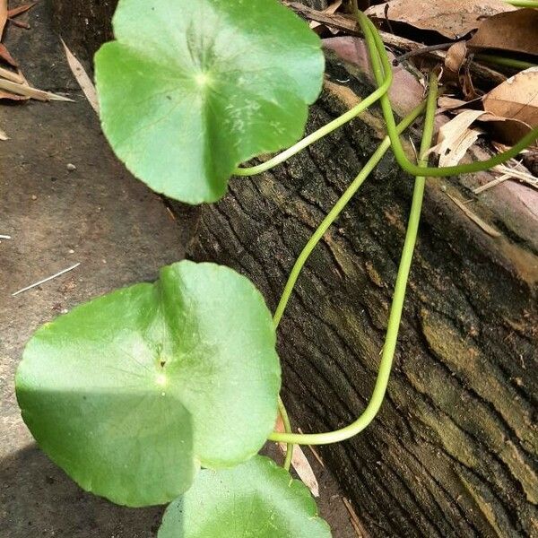 Hydrocotyle verticillata Blatt