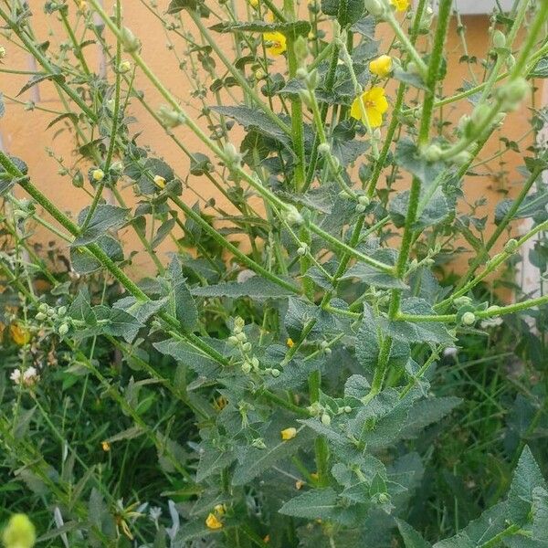 Verbascum sinuatum Blad