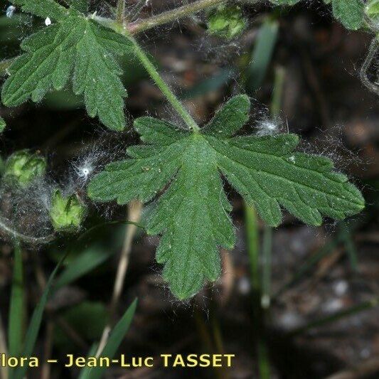 Geranium divaricatum Ліст