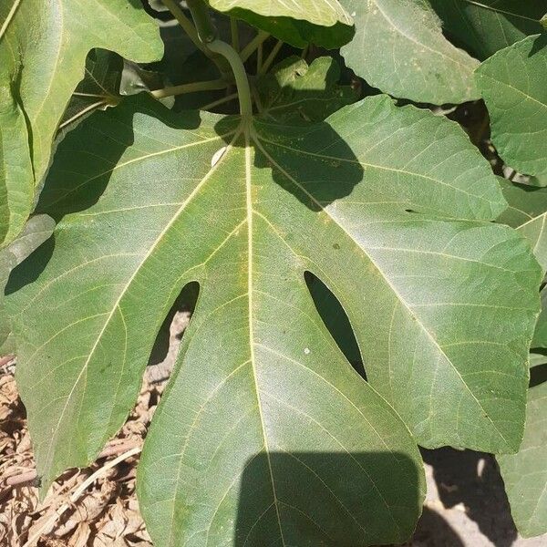 Ficus carica Leaf