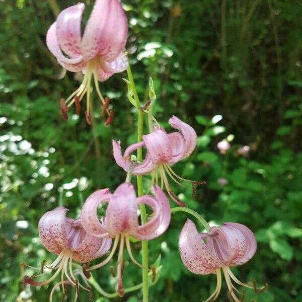 Lilium martagon Flower