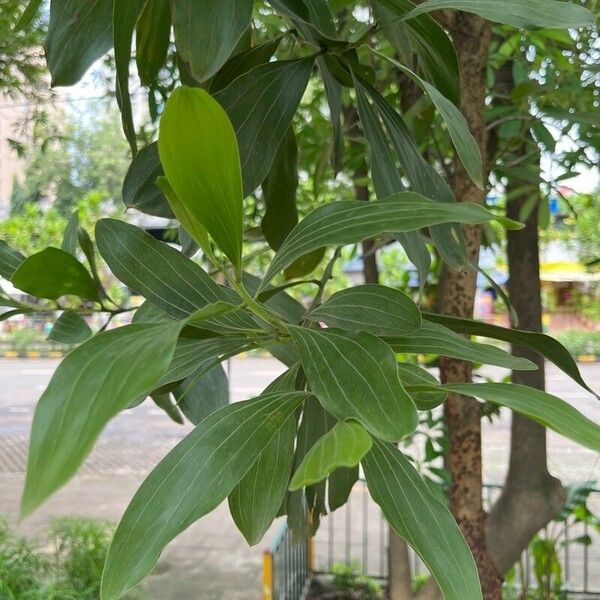 Acacia mangium Blatt