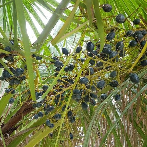 Livistona chinensis Fruit