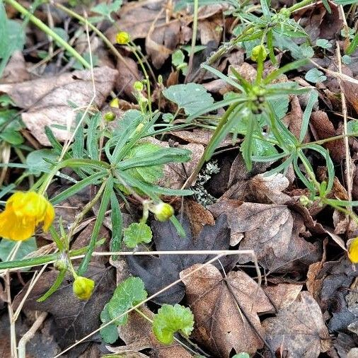 Ranunculus auricomus Habit