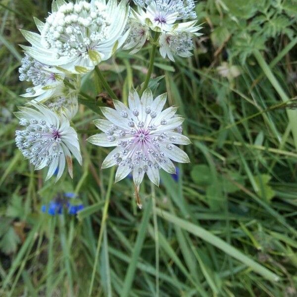 Astrantia major Kvet