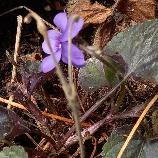 Viola labradorica ফুল