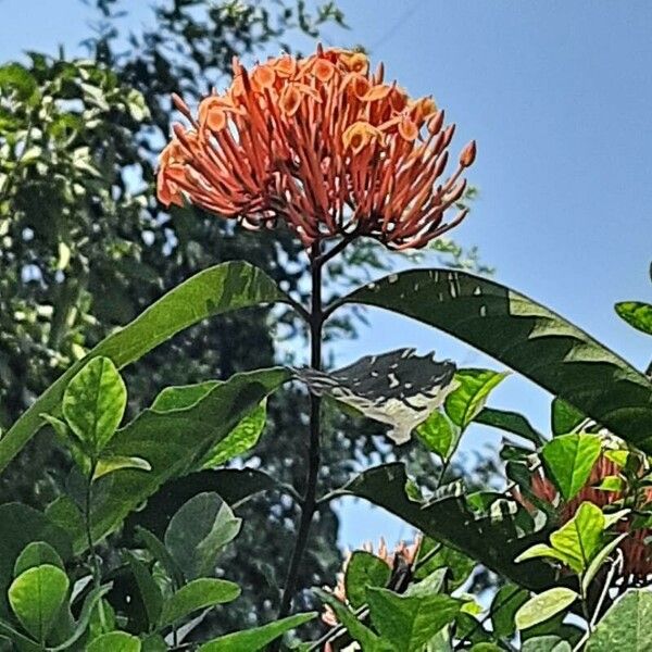 Ixora chinensis Kwiat