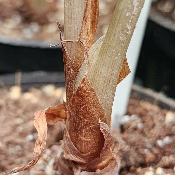 Alocasia longiloba چھال