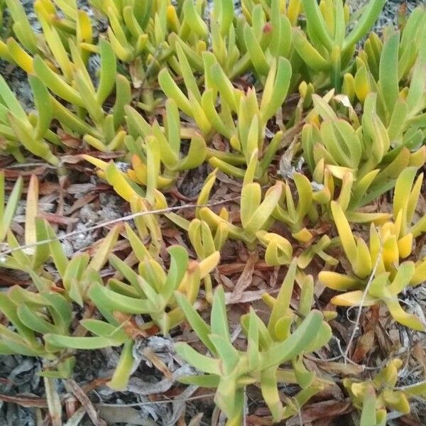 Carpobrotus edulis Blad