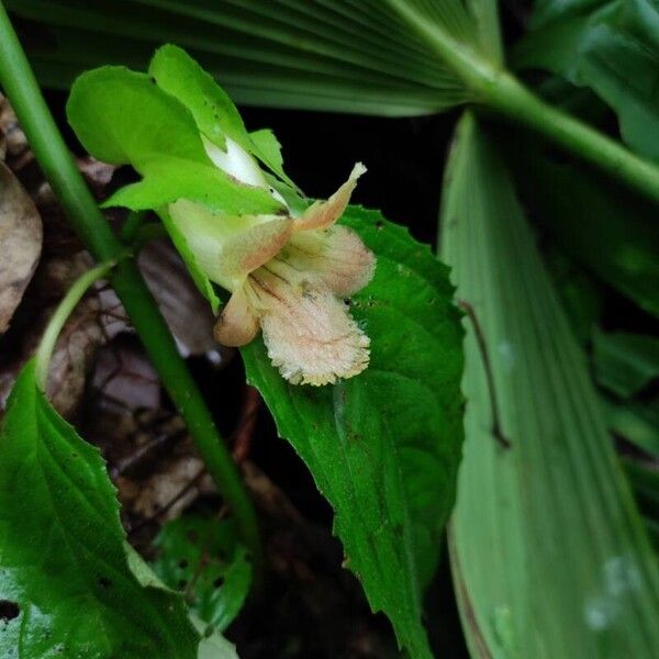 Drymonia serrulata 花