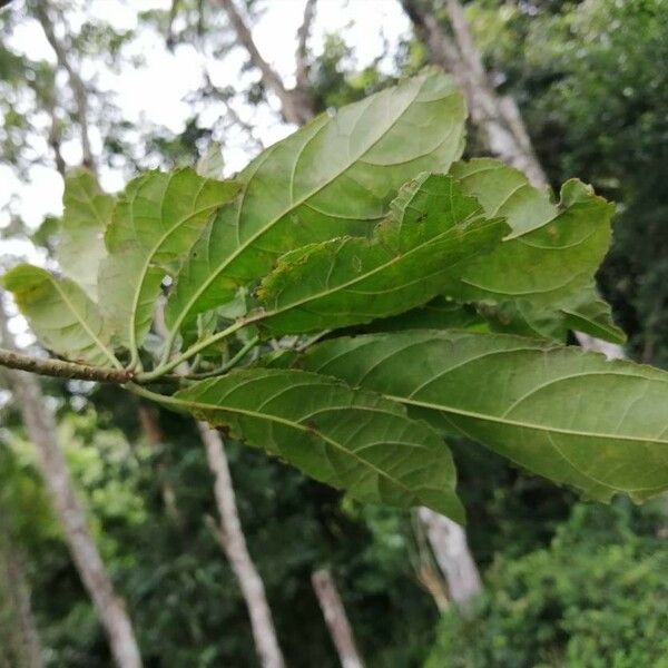 Cordia alliodora Blad