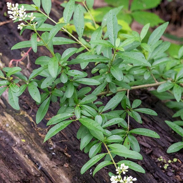 Ligustrum quihoui Συνήθη χαρακτηριστικά