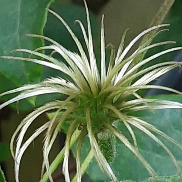 Clematis patens Froito