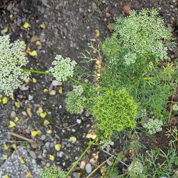 Visnaga daucoides 花