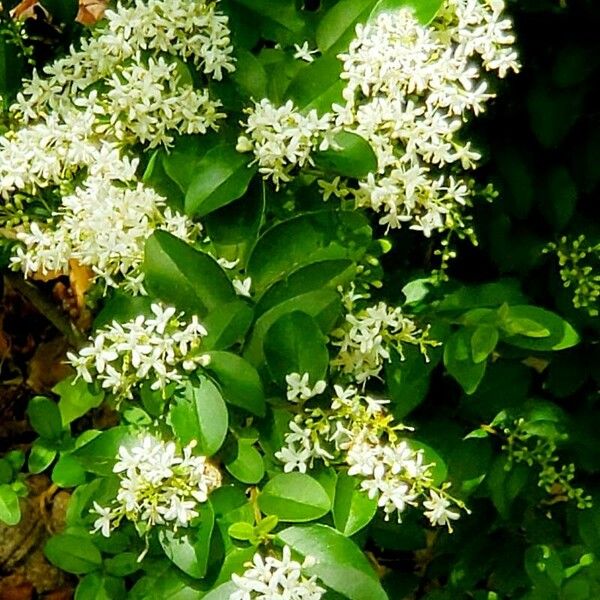 Ligustrum sinense Habitus