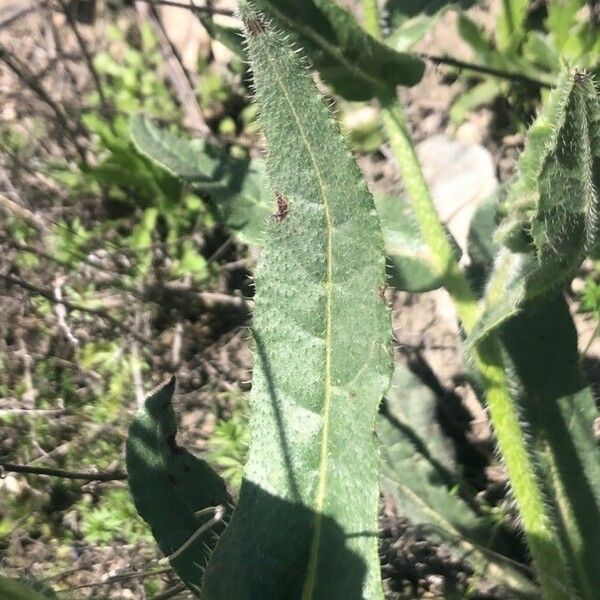 Anchusa officinalis Листок