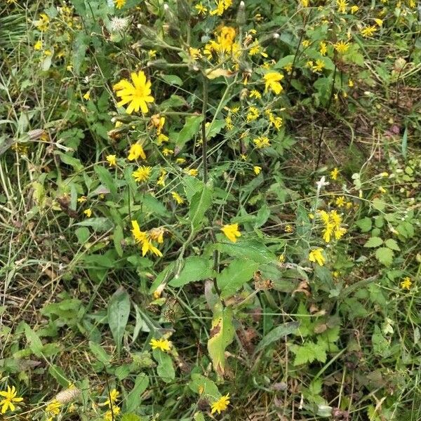 Hieracium prenanthoides Žiedas