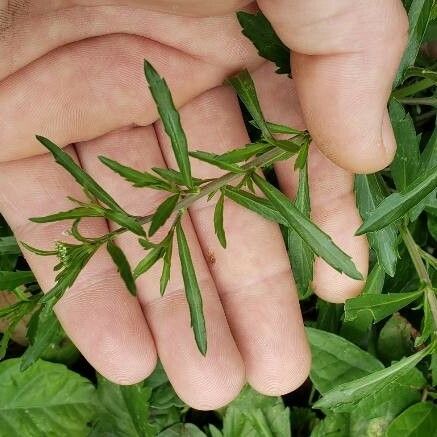 Lepidium virginicum Hoja