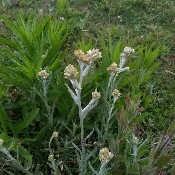 Pseudognaphalium luteoalbum Blodyn