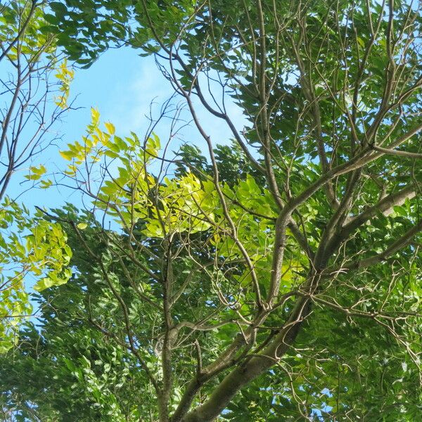 Handroanthus serratifolius برگ